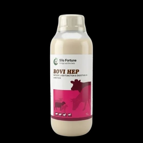 ಬೋವಿ ಹೆಪ್ - Main View